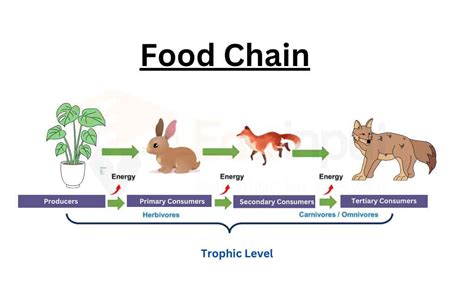 Food Chain Definition Types And Examples