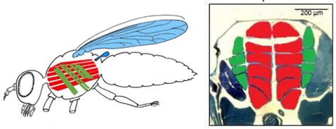 Optical Cross Sectional Muscle Area Determination Of Drosophila