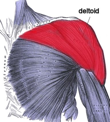 The human shoulder is made up of three bones: XO Fitness » Blog Archive Best Shoulder Exercises - XO Fitness