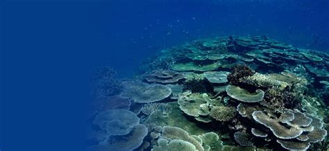Reef Snapshot Updates How The Great Barrier Reef Fared This Summer Aims
