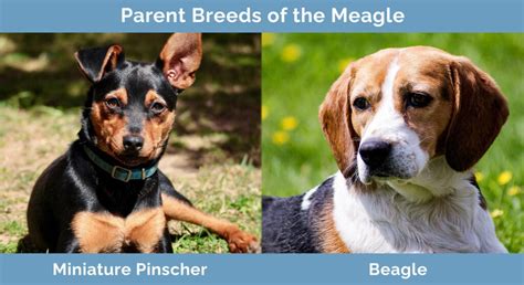 Meagle Miniature Pinscher And Beagle Mix Info Pictures