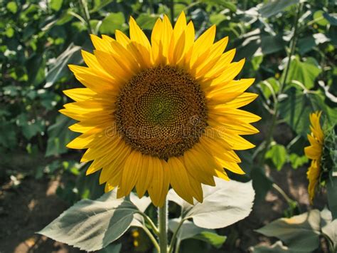 Large Sunflower Field Near Lawrence Kansas Stock Photo Image Of Ideas