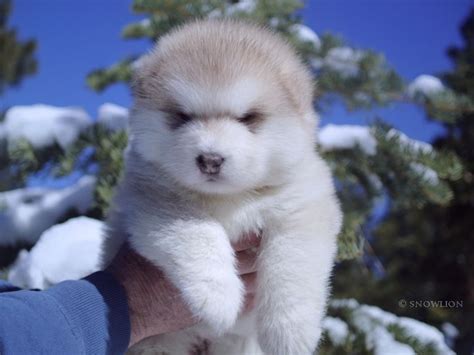 Shafer she sees most of our pups and comes and takes. Alaskan Malamute Puppies -- Snowlion Alaskan Malamutes ...