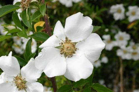 Cherokee Rose History Walter Reeves The Georgia Gardener