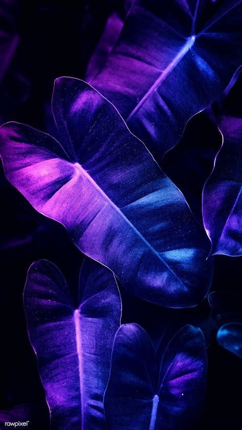 Purple Leaves Wallpapers Top Free Purple Leaves Backgrounds