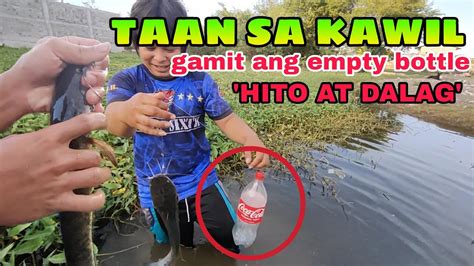 Catching Snakehead Dalag At Hito Using Traditional Way Taan Sa
