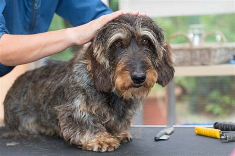 Wire Haired Dachshund Learn About History Health And Temperament Of