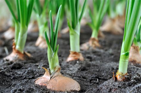 Spring onion synonyms, spring onion pronunciation, spring onion translation, english dictionary definition of spring onion. Get growing Mr Fothergills Spring Onion Tape - David Domoney
