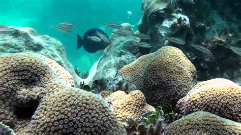 Florida Keys Coral Reef Youtube