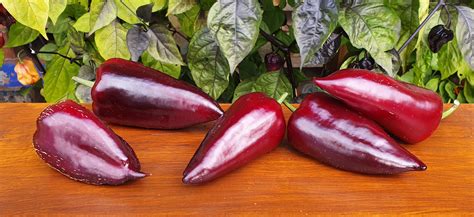 Black And Purple Peppers Gypsy Baron Sweet Pepper
