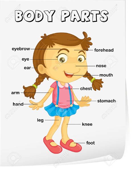 Body Parts Diagram Clipart Clipart Of Parts Of The Body K Images And Photos Finder