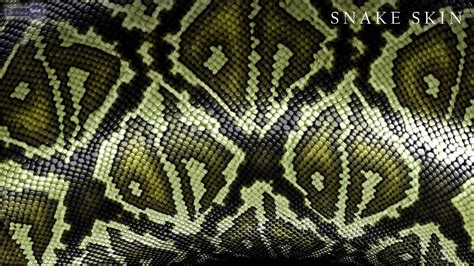 The best selection of royalty free snake skin vector art, graphics and stock illustrations. Snake Skin Wallpapers - Wallpaper Cave