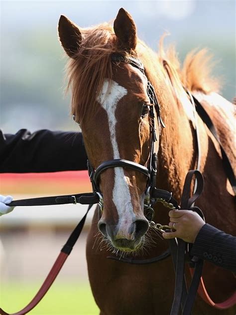 The Immensely Talented And Temperamental Japanese Triple Crown Winner Orfevre