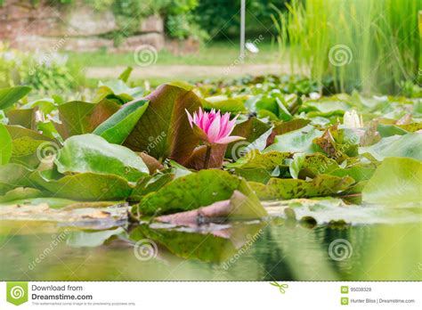 Beautiful Green Pink Lily Pad Flowers In Outdoor Park Pond