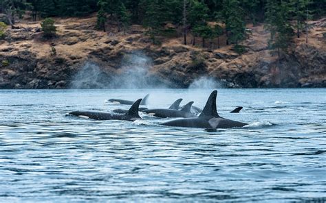 Best Place To Go Whale Watching In British Columbia