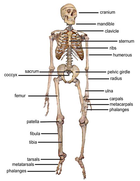 Observe a 3d human model and watch how muscles work. skeleton bones front