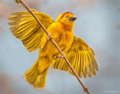 Golden Bird Emma England Nature Photography