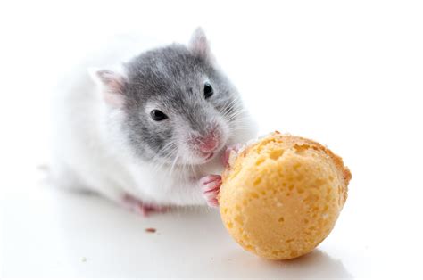 Wallpaper Hamster Rodent Cookies Hd Widescreen High