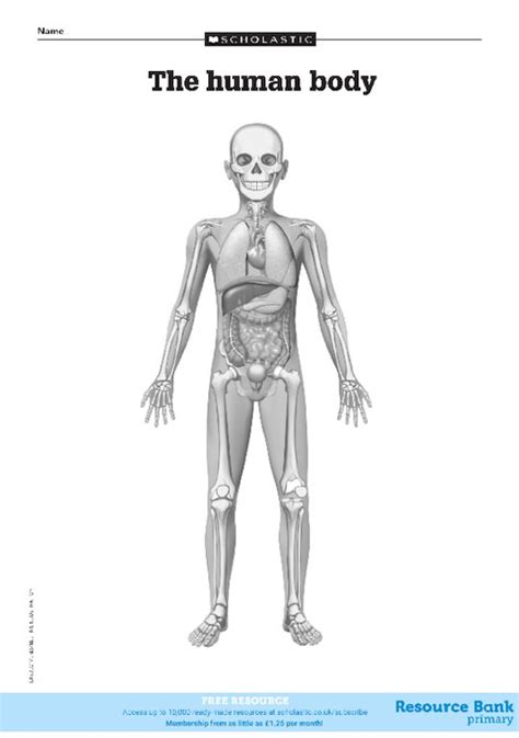 Printable Human Body Diagram Labeled