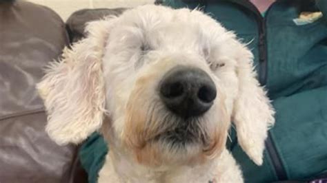 Meet The Deaf Dog With No Eyes Hoping To Find A Final Home