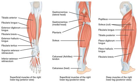 You'll learn about the muscles, bones, and other structures of each area of the leg. Massage Therapy for Muscle Spasms and Cramps - Call TFI today!