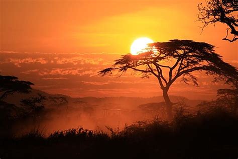 Sunset On The Serengeti Sunset Through An Umbrella Acacia Flickr