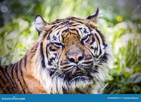 Tired Tiger Stock Photo Image Of Park Portrait Tired 60458112