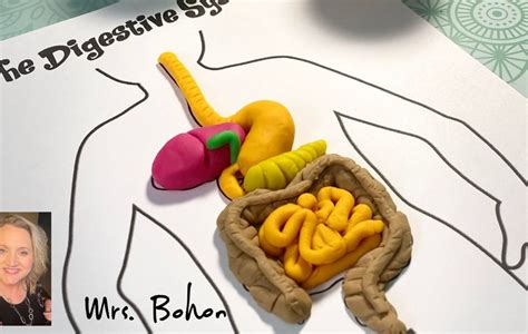 Digestive System Model Made Out Of Clay Digestive System Model My Xxx