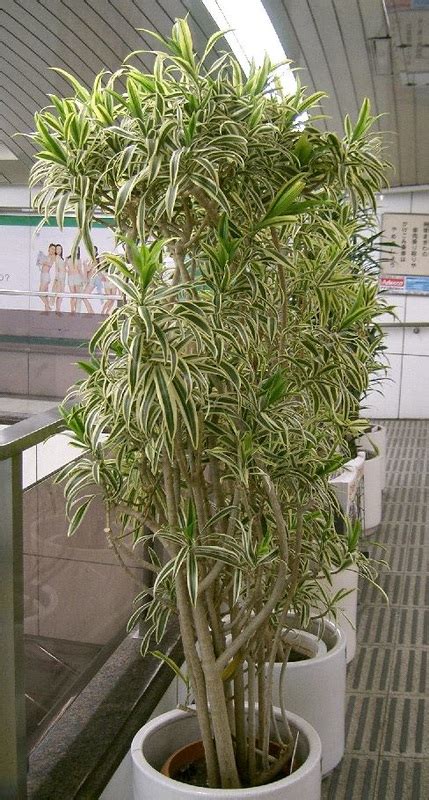 How to successfully care for your dragon tree and other dracaena. Song of India (Pleomele) / Dracaena reflexa - Office Plants