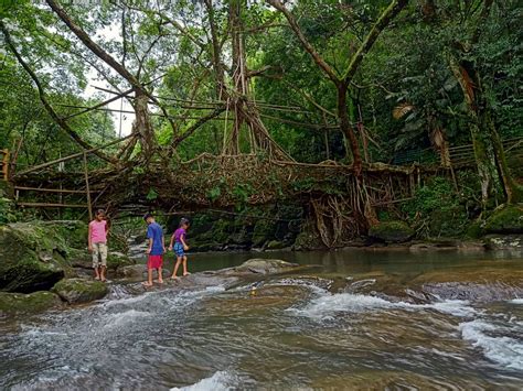 Explore Meghalayas Living Root Bridges Unique Eco Wonders