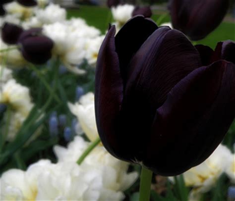 Black Tulip Tulips Photo Fanpop