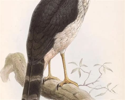 Slaty Backed Forest Falcon Facts Diet Habitat And Pictures On
