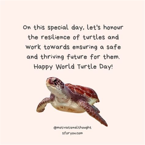 30 Best World Turtle Day Quotes Wishes And Messages