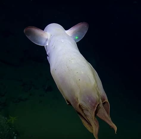 Ghostly Adorable Dumbo Octopus Spotted By Deep Sea Rovervideo