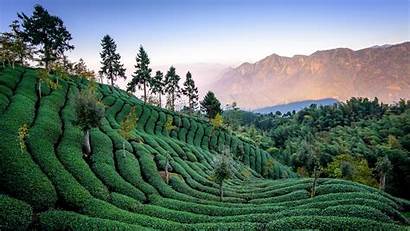 Tea Plantation Wallpapers Backiee Landscape