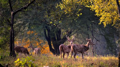 Experience The Thrill Of A Lifetime With An Indian Wildlife Tour To