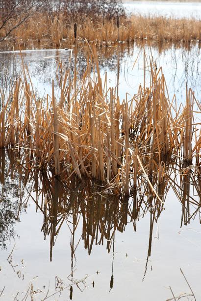 Cattails In A Lake Free Stock Photo Public Domain Pictures