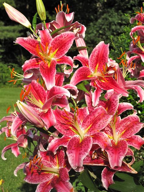Starlight Lilies Hardy Fragrant And Easy To Grow Sc Garden Guru