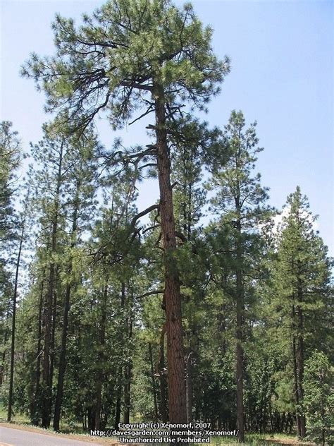Plantfiles Pictures Rocky Mountain Ponderosa Pine Pinus Ponderosa Var