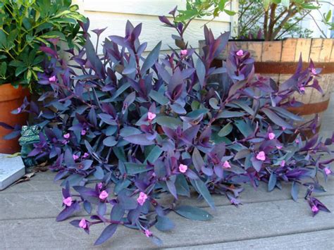 Tradescantia Pallida Purple Heart World Of Succulents