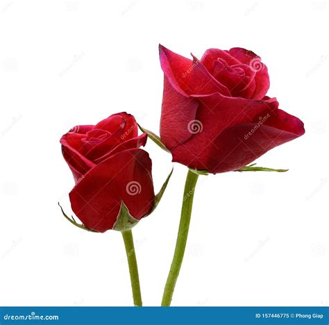 Red Rose Isolated On White Stock Image Image Of Husband Green