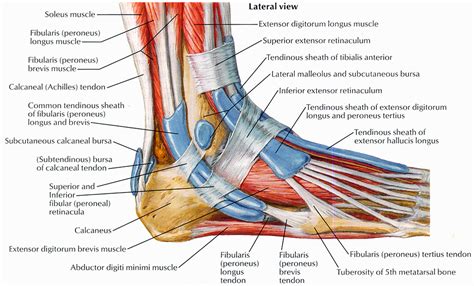 Foot Anatomy Bones Muscles Tendons Ligaments