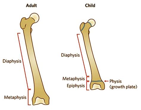 How Are Childrens Bones Different From Adults Bones Young Bones Clinic