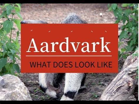 What does Aardvark look like? How to pronounce Aardvark in English
