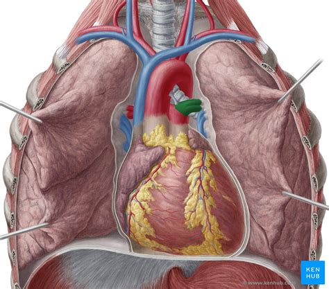 Heart is a muscular organ sited in the mediastinum. Lungs: Vascular system and innervation | Kenhub