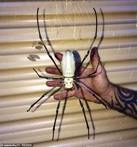 Monster Golden Orb Spider Spotted Outside Australian Garage Express