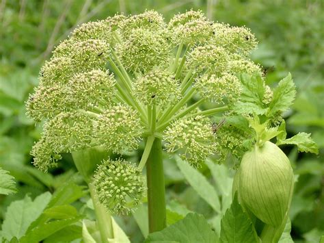 Angelica Burn The Powdered Root When You Want To Invoke Angels Angelica Is A Healing Herb
