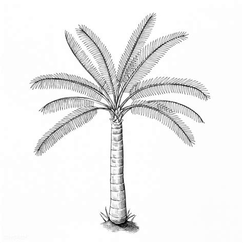 How To Draw A Simple Sketch Of A Palm Tree Sketch Drawing Idea