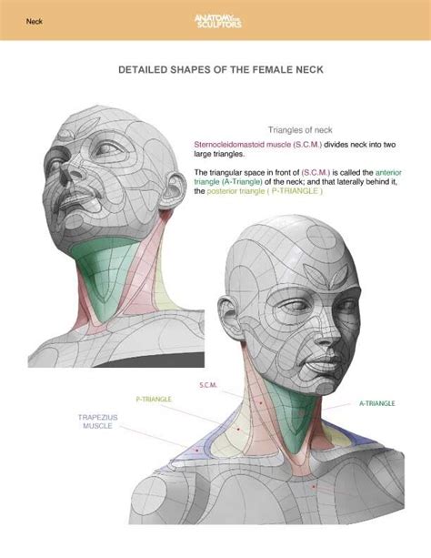 Female Neck Anatomy Shapes Anatomy For Sculptors Human Anatomy
