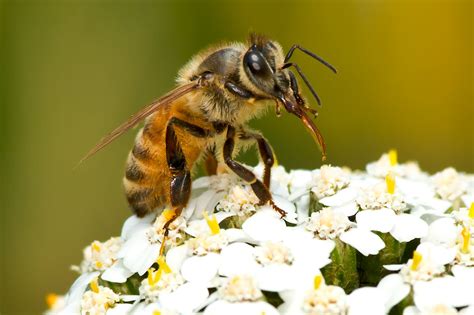 10 Types Of Bees All Homeowners Should Know